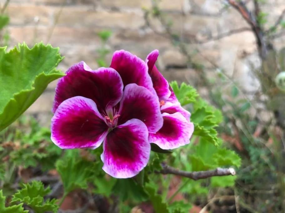 Small Room In Sants With Huge Terrace Barcelona Ngoại thất bức ảnh